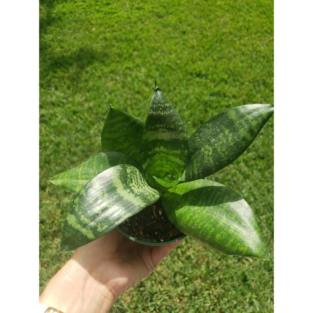 Sanseveria trifascita (Hahni) Birds nest
